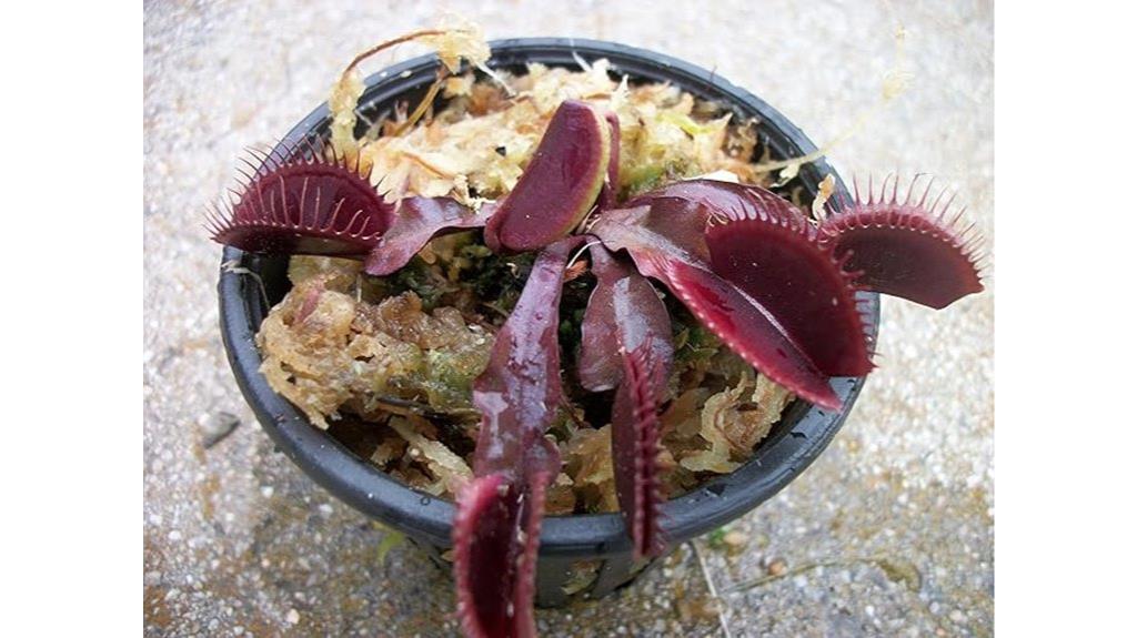 adult red dragon plant