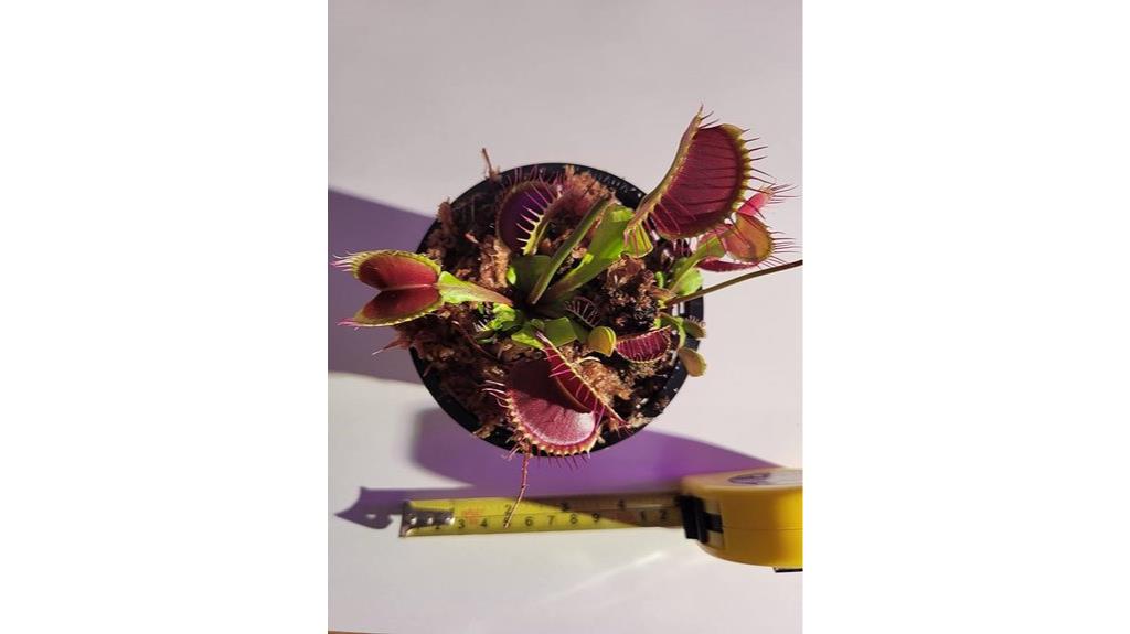 b52 venus flytrap plant
