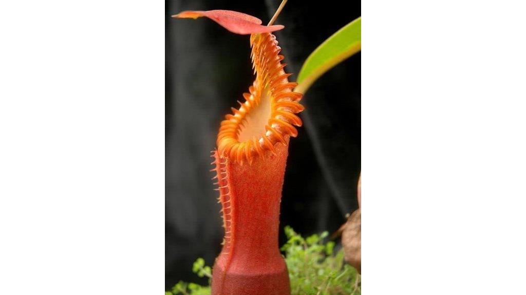 carnivorous plant seeds package