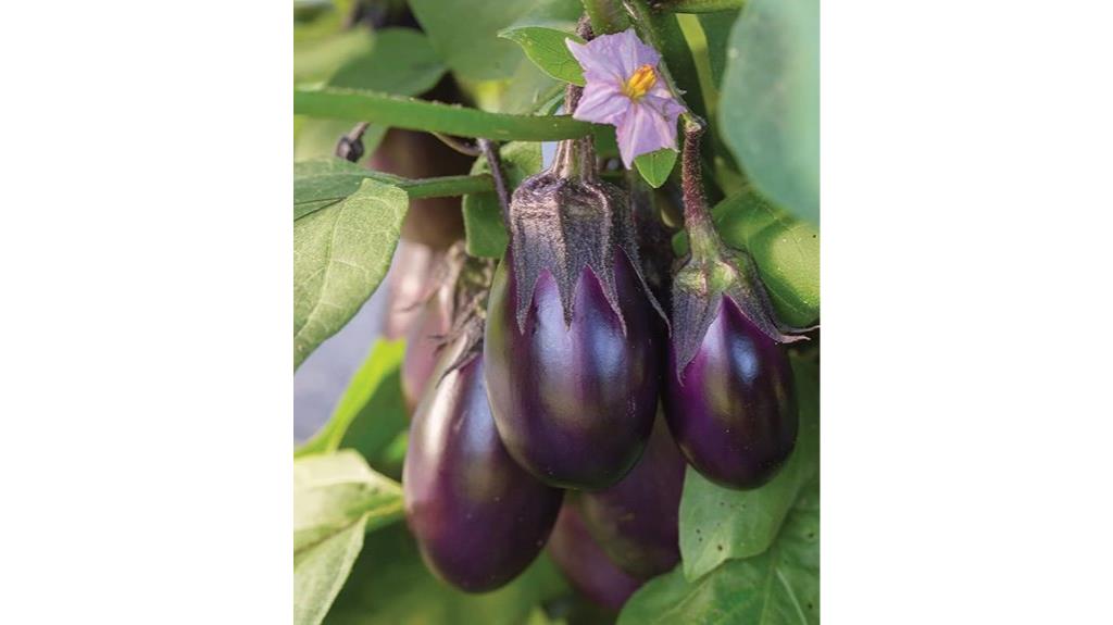 eggplant seeds for planting