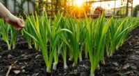 garlic cultivation best practices