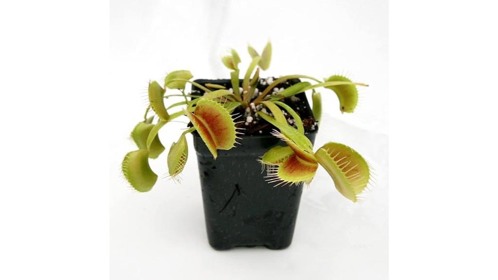 giant carnivorous venus flytrap