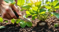grafting methods for plants