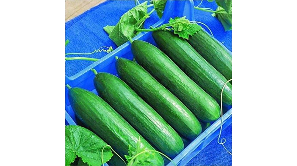 hybrid cucumber seeds pack