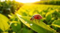 innovative pest control solutions