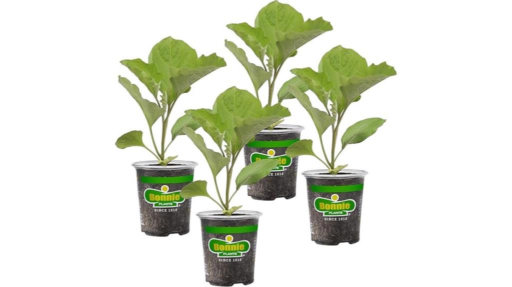 japanese eggplant live plants