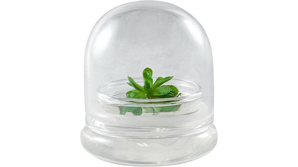 mexican butterwort carnivorous plant