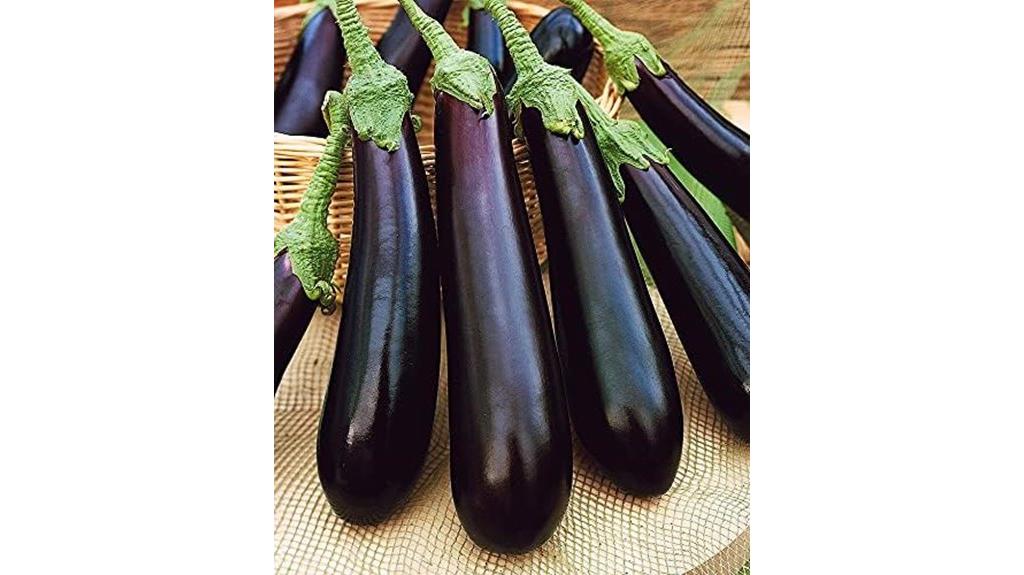 non gmo thai eggplant seeds