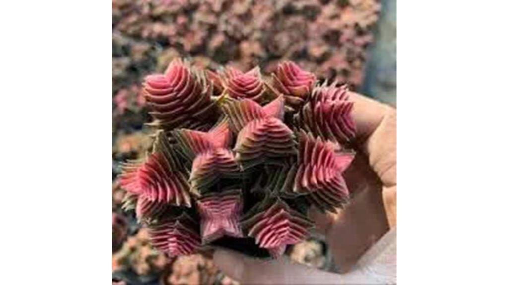 scarlet sarracenia seeds available