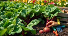 successful beet gardening tips