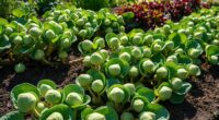 top brussels sprouts varieties