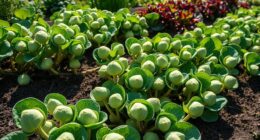 top brussels sprouts varieties