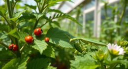beneficial insects for pest control