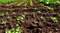 crop rotation and bed maintenance