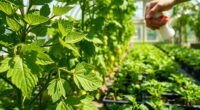 greenhouse pest management strategies