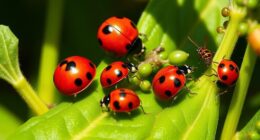 ladybugs for pest control