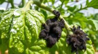 mold prevention greenhouse treatment