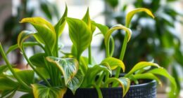 plant health issue solutions