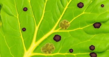 diagnosing nutrient issues