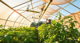 greenhouse summer heat preparation