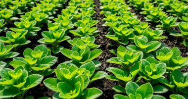 optimal dense planting distances