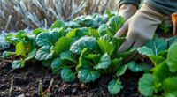 plant winter greens early