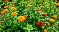 planting to deter pests
