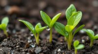seedling disease prevention methods