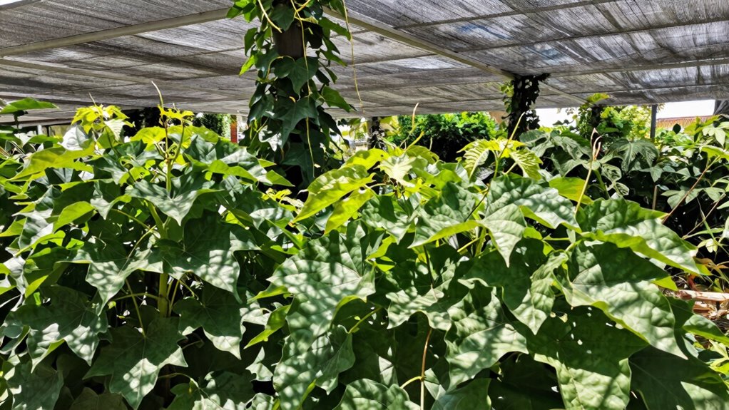 balance sunlight and shade