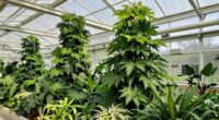 essential amazon greenhouse specifications