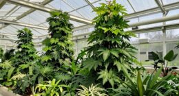 essential amazon greenhouse specifications