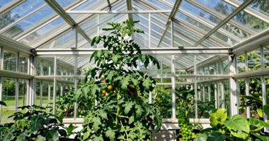 greenhouse headroom guideline overlooked