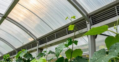 greenhouse ventilation strategy revealed