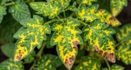 diagnosing plant health issues