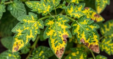 diagnosing plant health issues