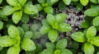 high humidity promotes fungi