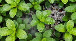 high humidity promotes fungi