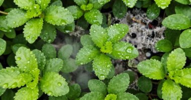 high humidity promotes fungi