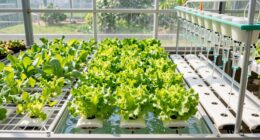 hydroponic system comparison guide