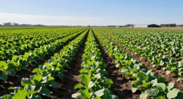 optimized crop spacing