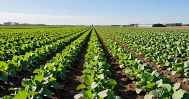 optimized crop spacing