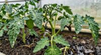 overwatering exacerbates greenhouse disease
