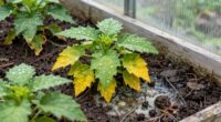overwatering worsens greenhouse issues