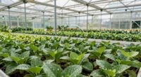 professional greenhouse management techniques