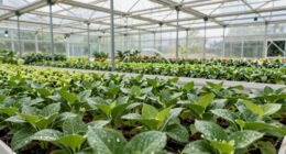 professional greenhouse management techniques