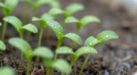 seedling health prevention methods