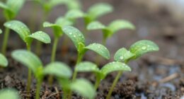 seedling health prevention methods