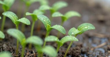 seedling health prevention methods
