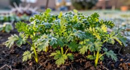 strengthens fragile seedlings