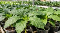 assess plant health accurately